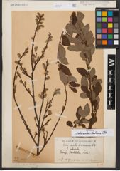 Salix aurita L. x Salix starkeana Willd.